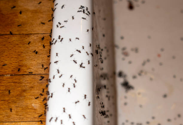 Best Emergency Pest Control  in Daniels Farm, CT